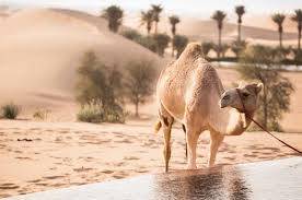 Do you know: UAE Heritage? 6 Do you know: UAE Heritage? 6